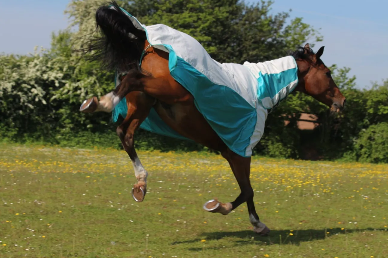 Allrounder Fly Rug Combo | Standard