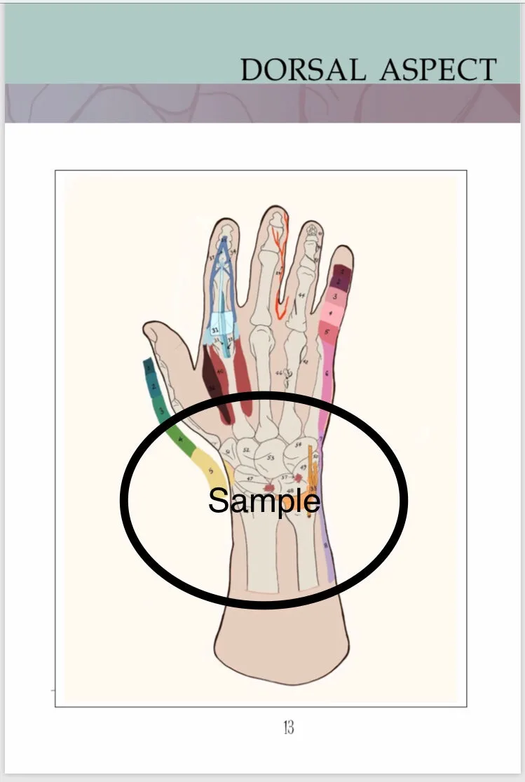 Anatomical  Hand  Reference & Illustrated Booklet For Hand  Therapists