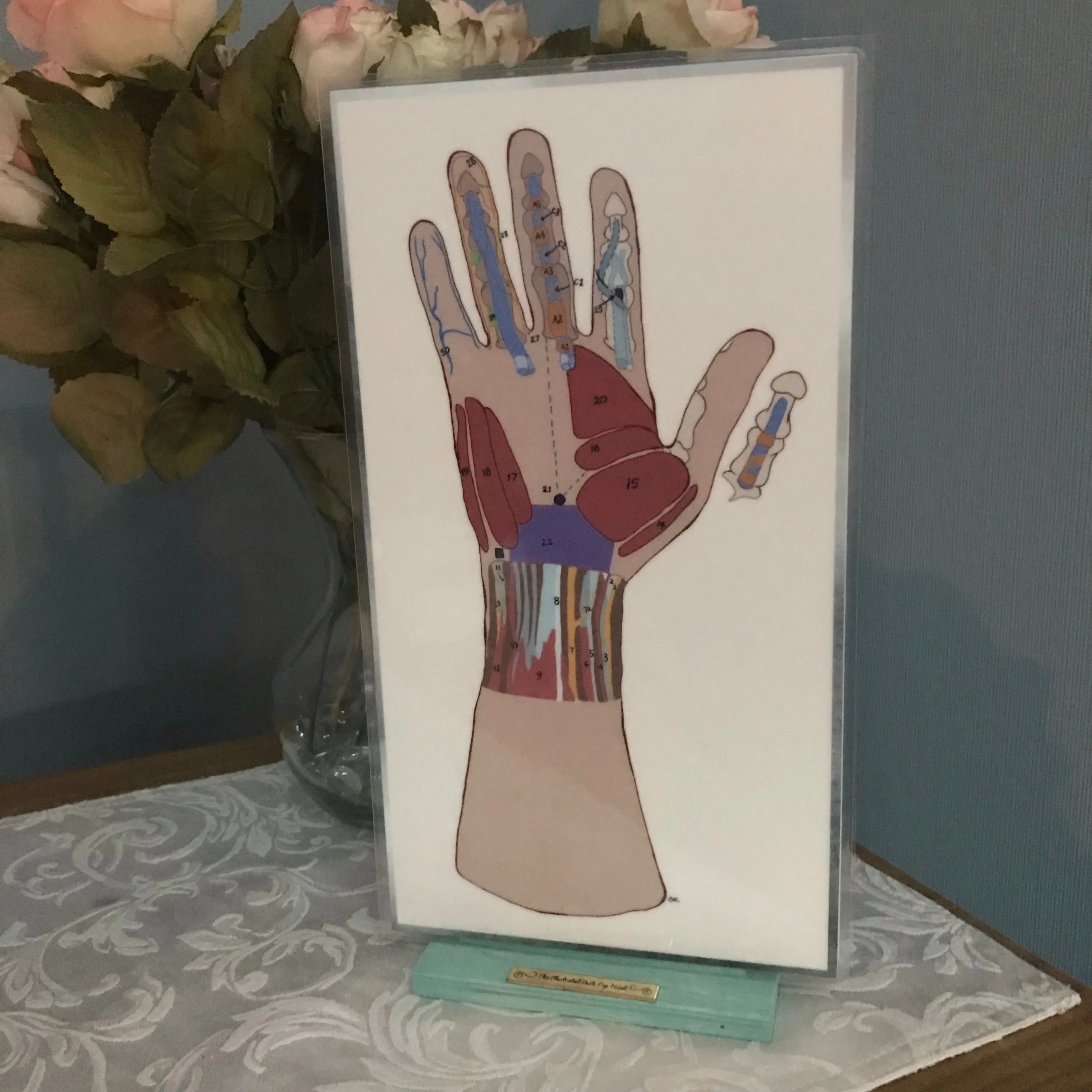 Anatomical  Hand  Reference & Illustrated Booklet For Hand  Therapists