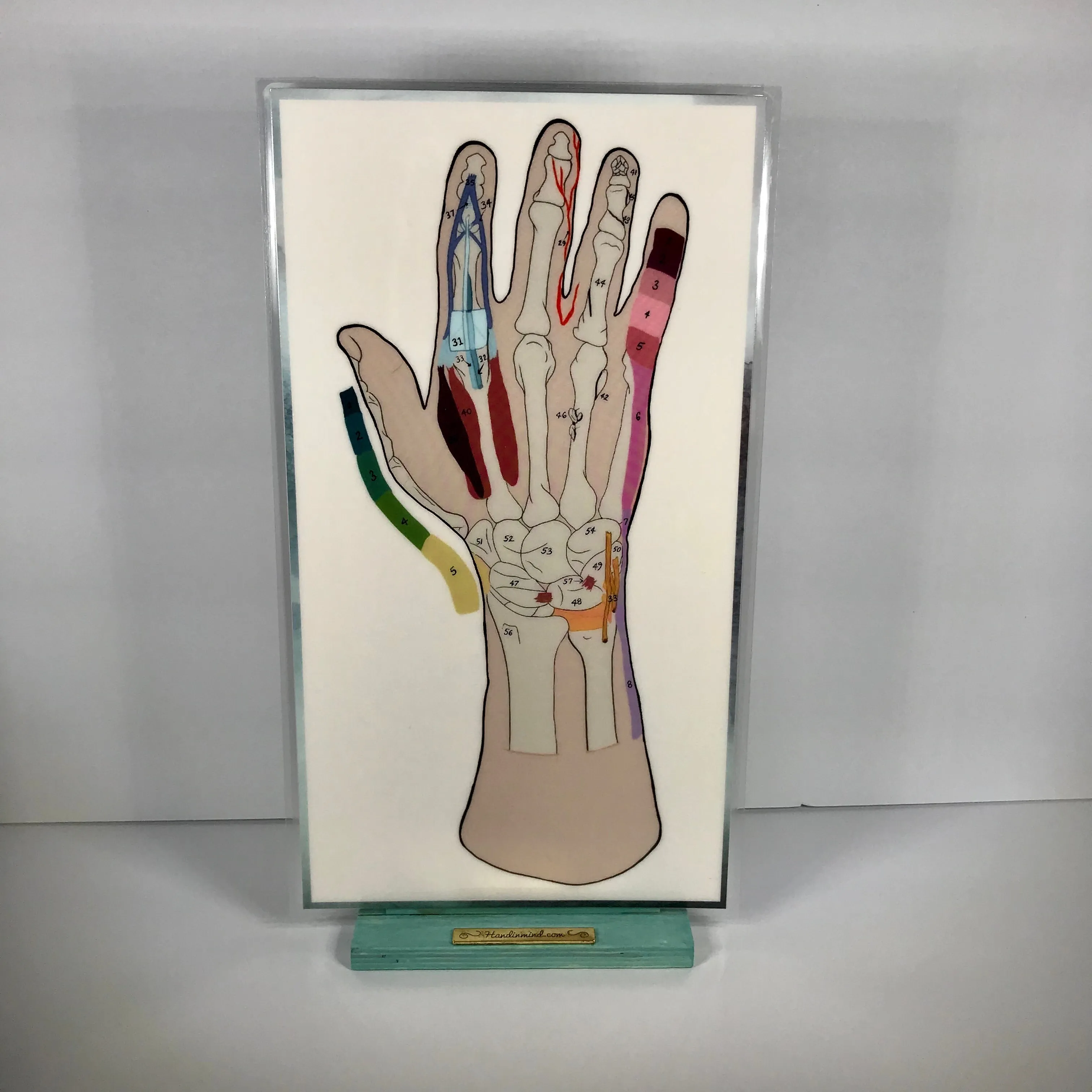 Anatomical  Hand  Reference & Illustrated Booklet For Hand  Therapists