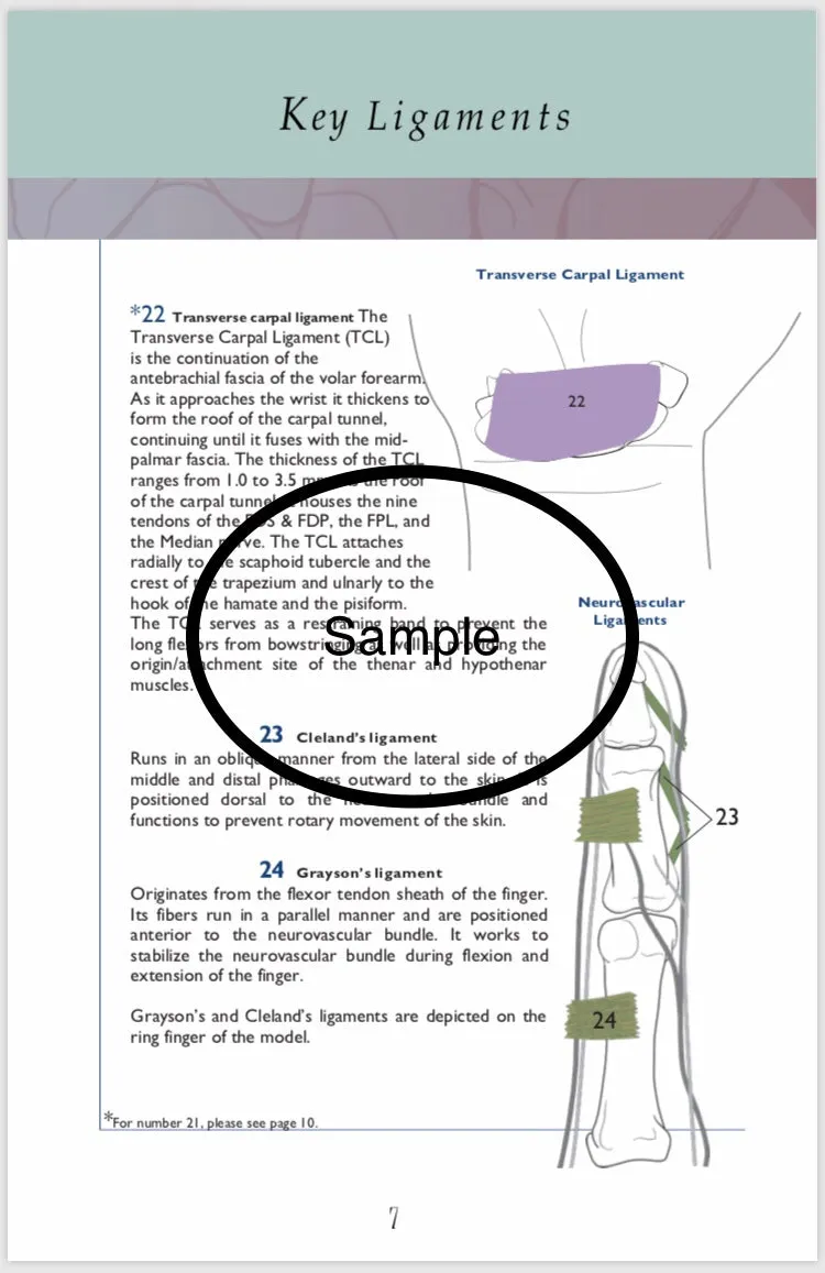 Anatomical  Hand  Reference & Illustrated Booklet For Hand  Therapists