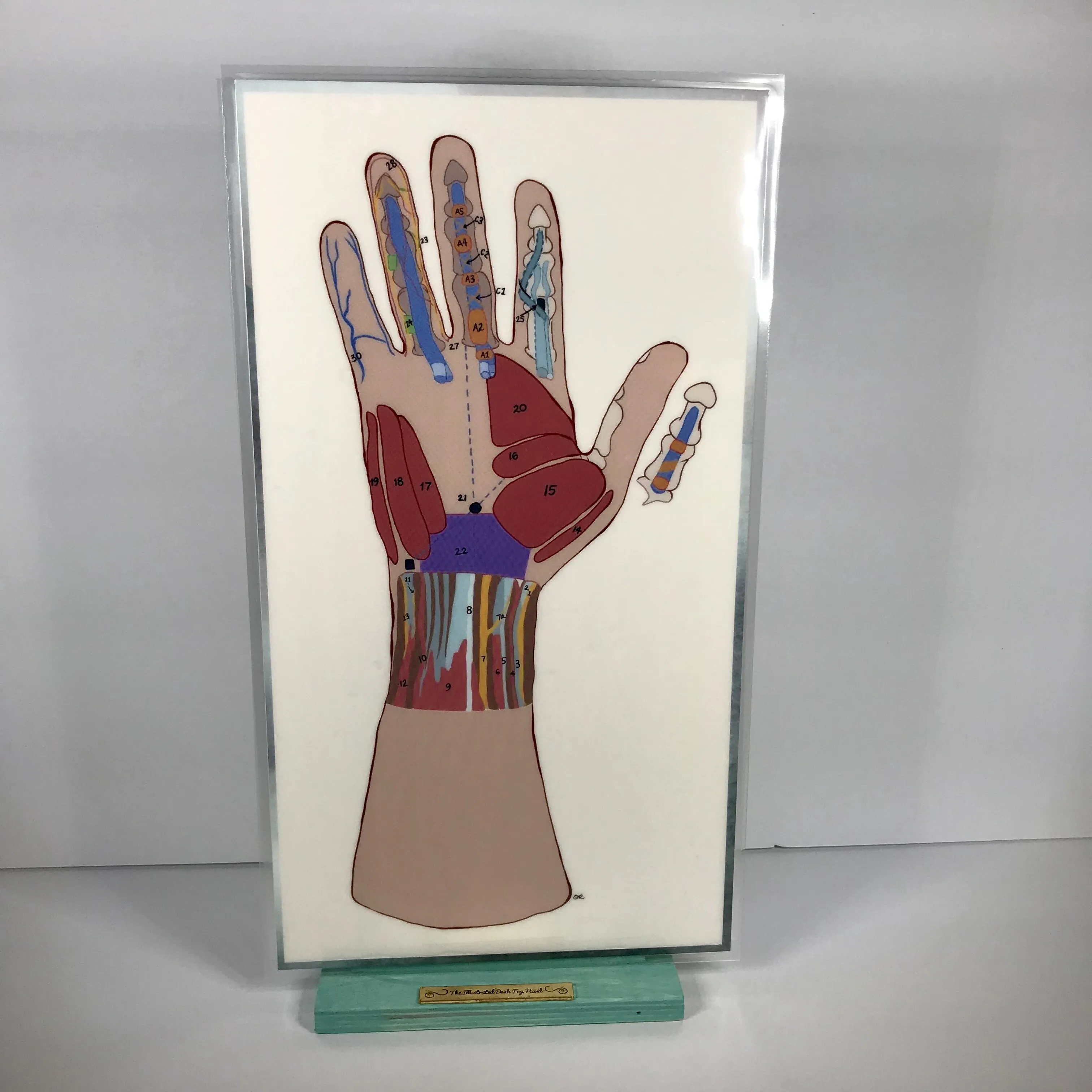 Anatomical  Hand  Reference & Illustrated Booklet For Hand  Therapists