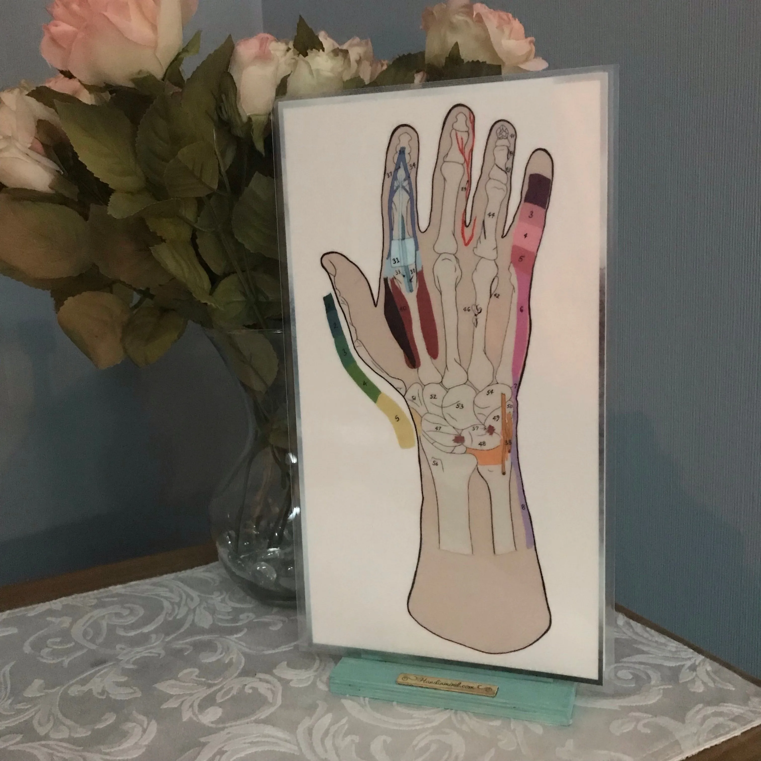 Anatomical  Hand  Reference & Illustrated Booklet For Hand  Therapists