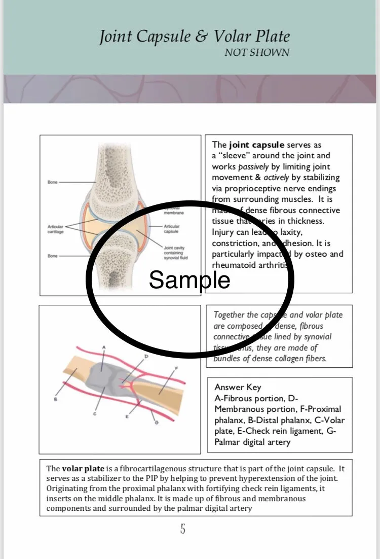 Anatomical  Hand  Reference & Illustrated Booklet For Hand  Therapists