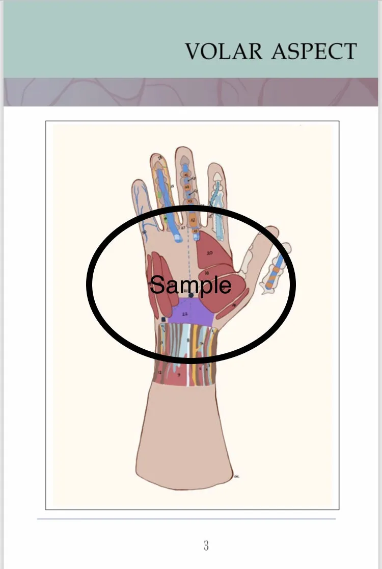 Anatomical  Hand  Reference & Illustrated Booklet For Hand  Therapists