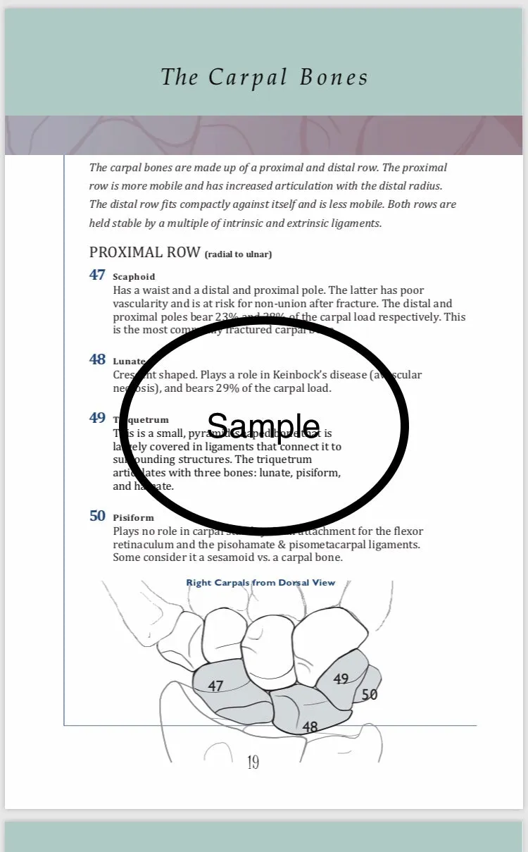 Anatomical  Hand  Reference & Illustrated Booklet For Hand  Therapists