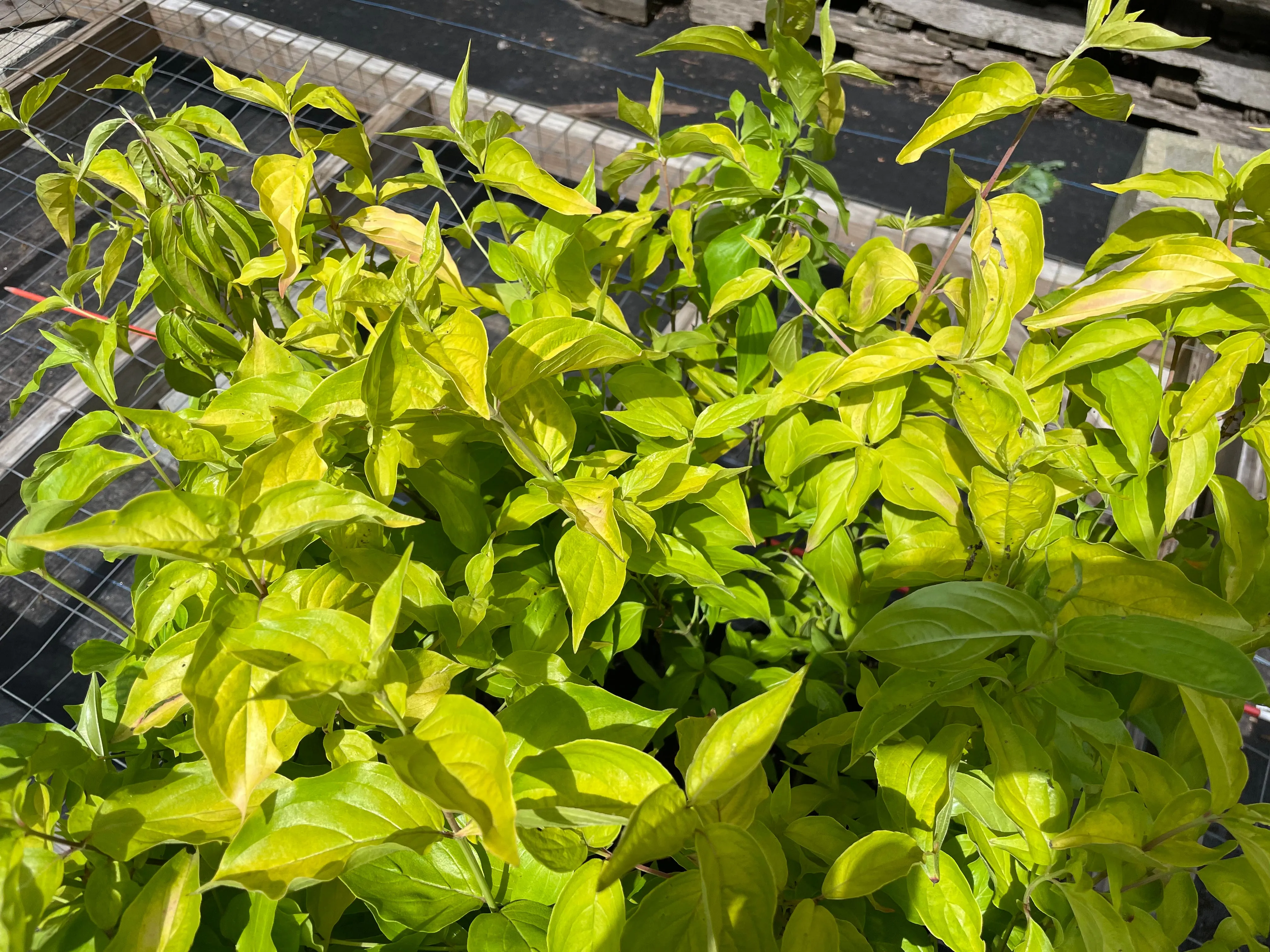 Cornus mas, aurea strain seedling