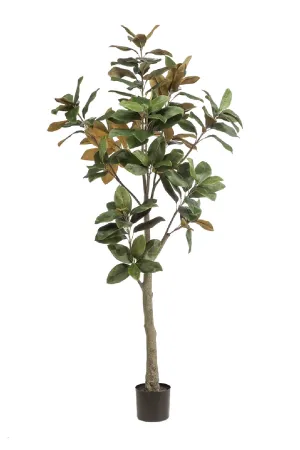 Potted Green Artificial Trees (2) M | Emerald Magnolia Denudata